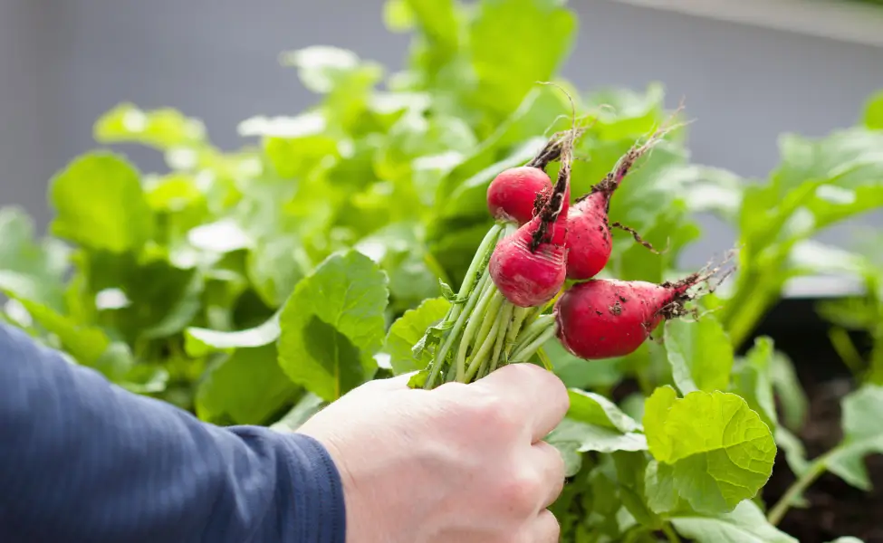 Easy Container Crops: Radishes