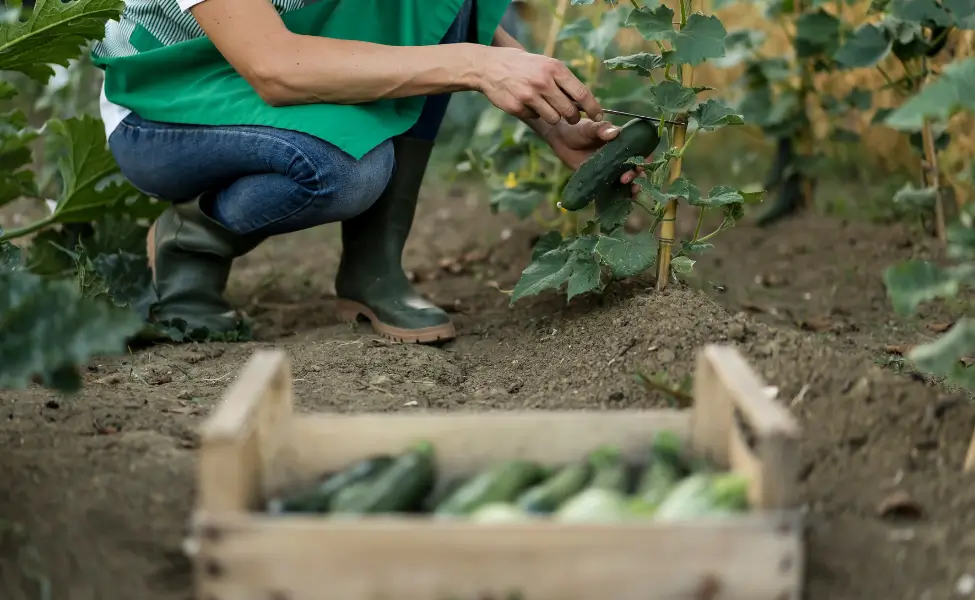 Easy Container Crops