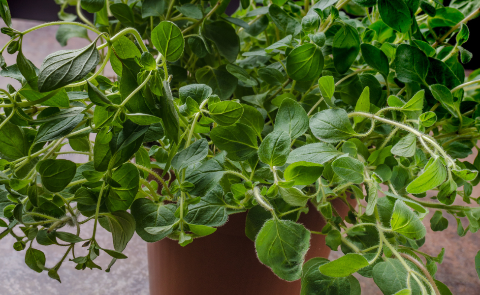 Growing Oregano