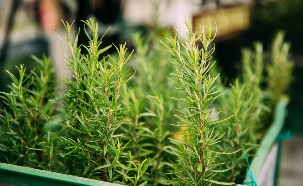 Leaves Of Green Rosemary.