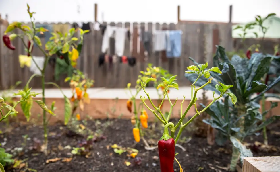 Red Chilli Pepper growing in garden