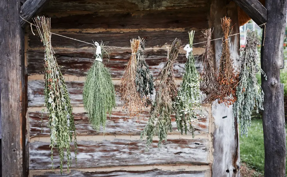 Storing Fresh Herbs: Air Drying
