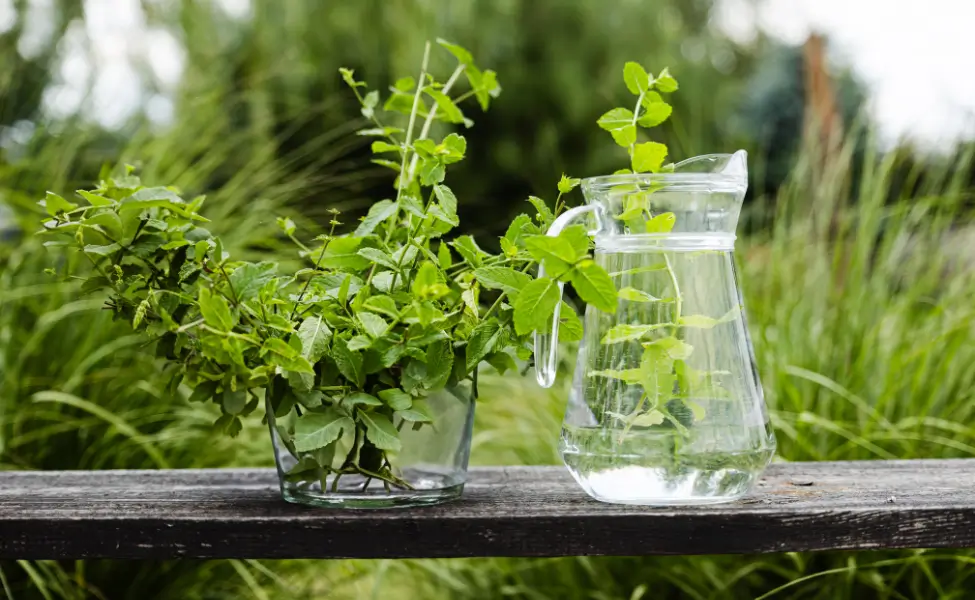 Storing Fresh Herbs mint leaves in water