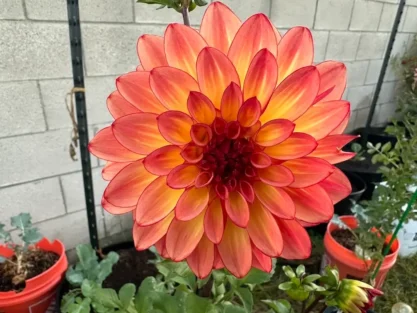 The Backyard Homesteader