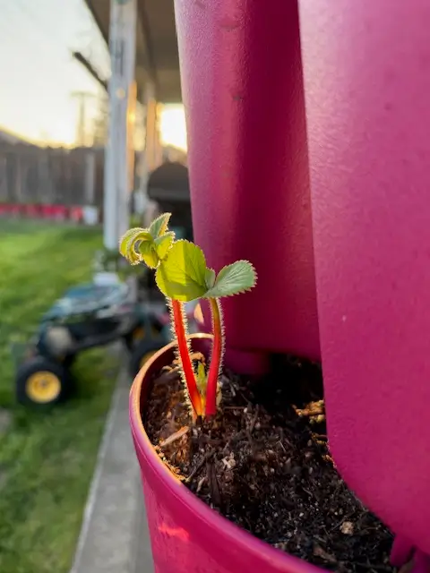 Strawberry plant