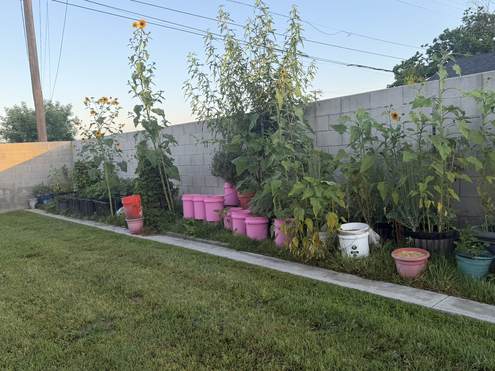 container gardening