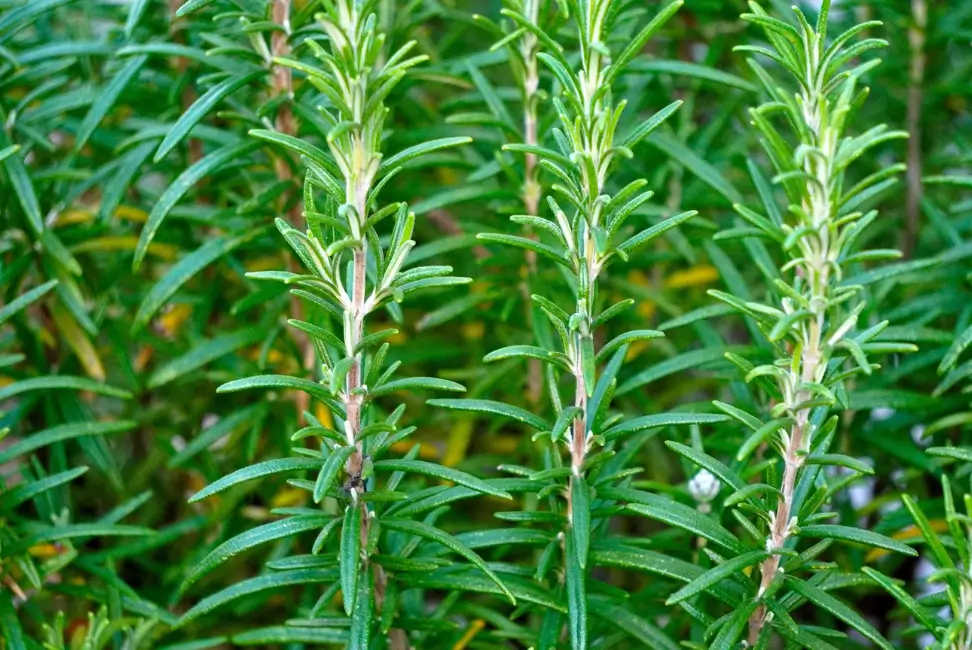 Rosemary