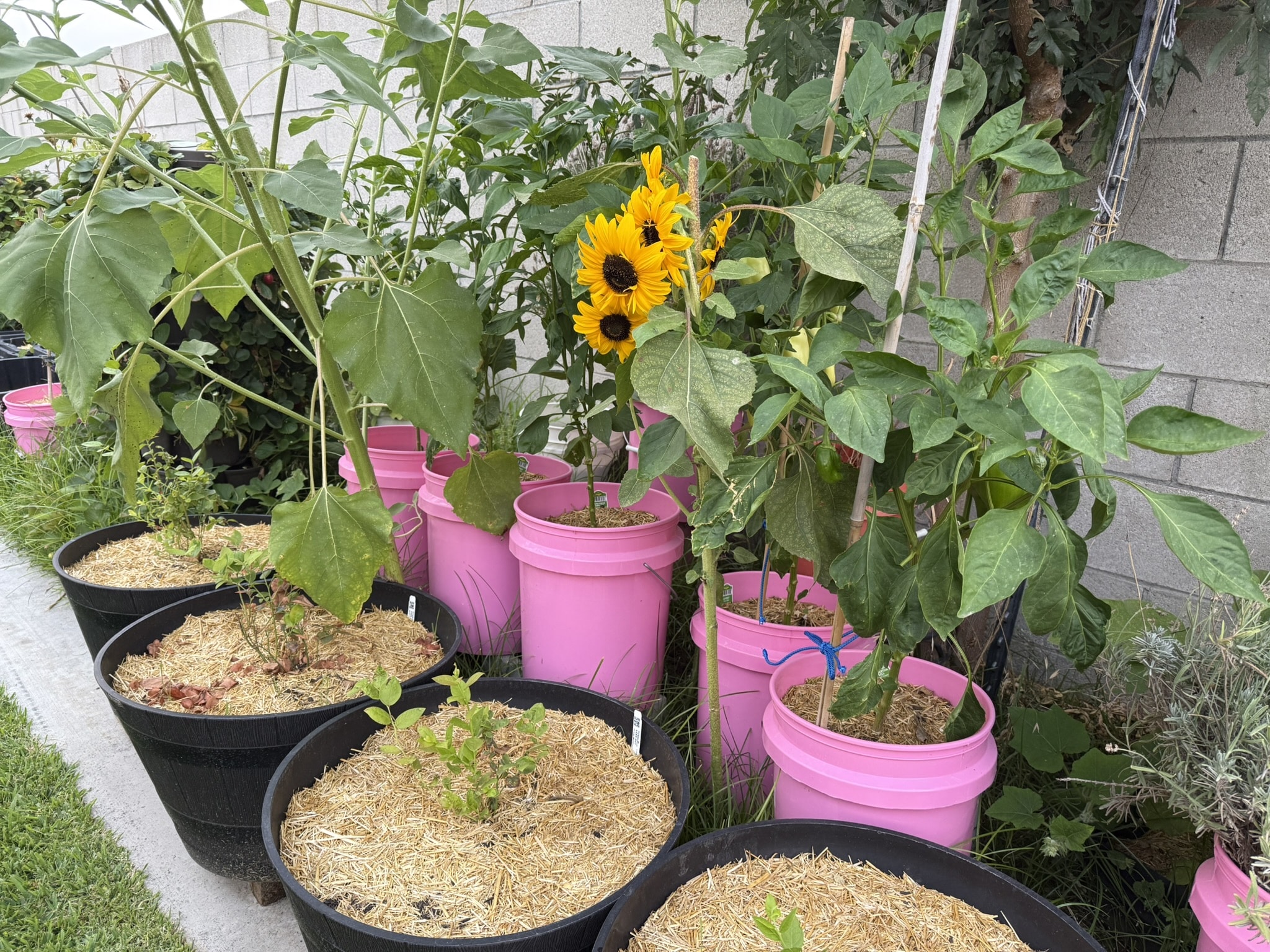 My garden in zone 9b
