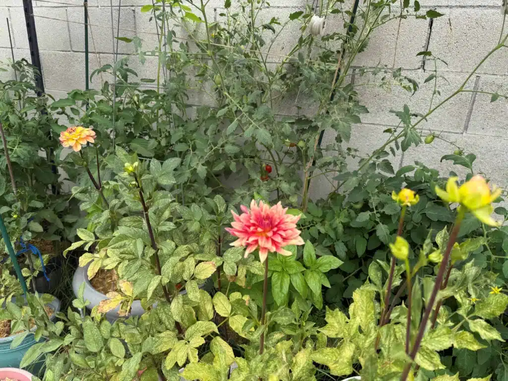 dahlias in my garden