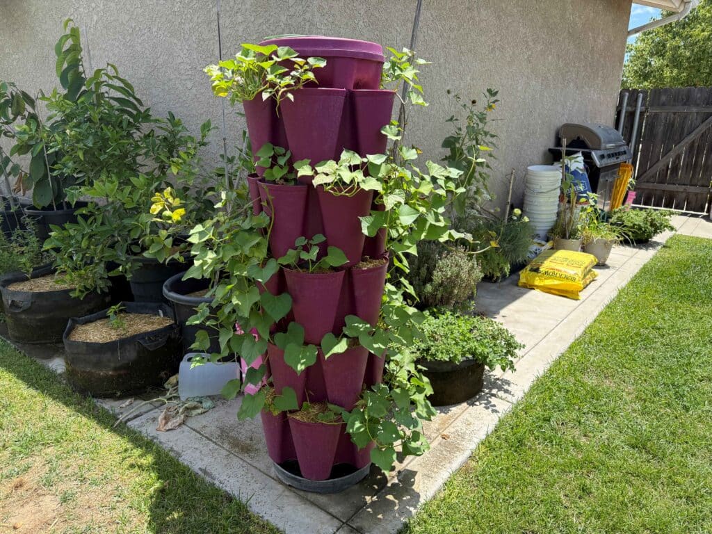 sweet potatoes in my greenstalk